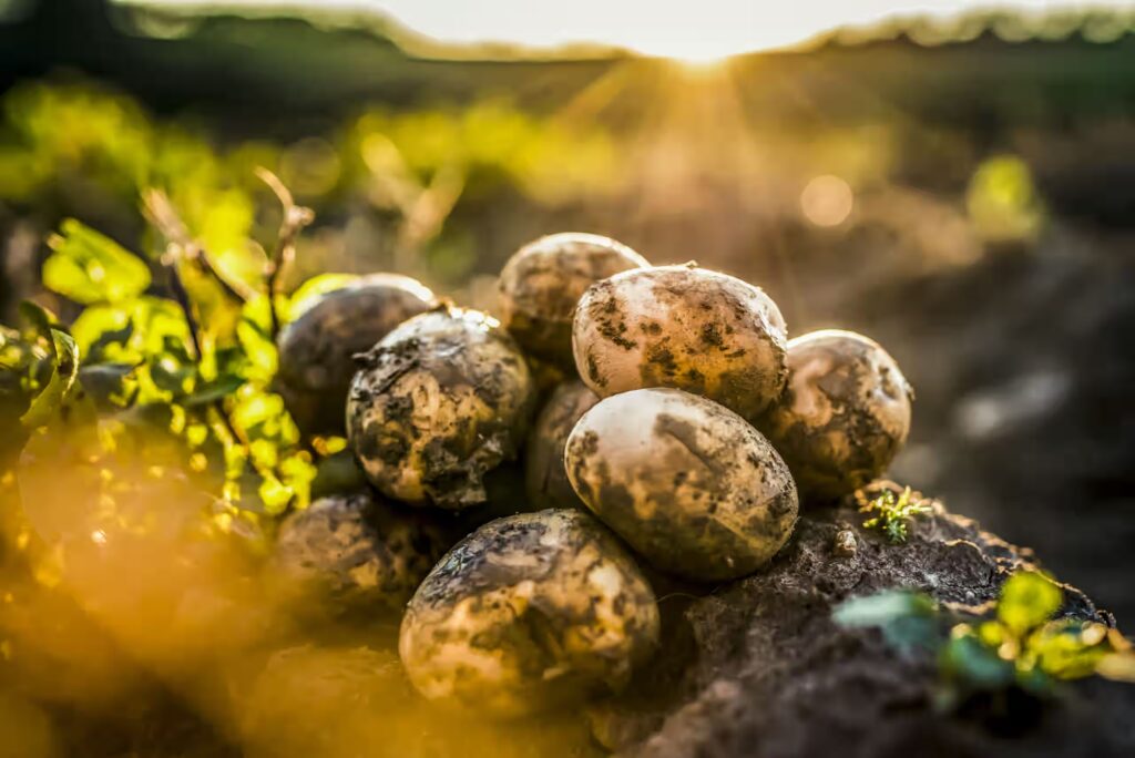 FOOD PRODUCTION